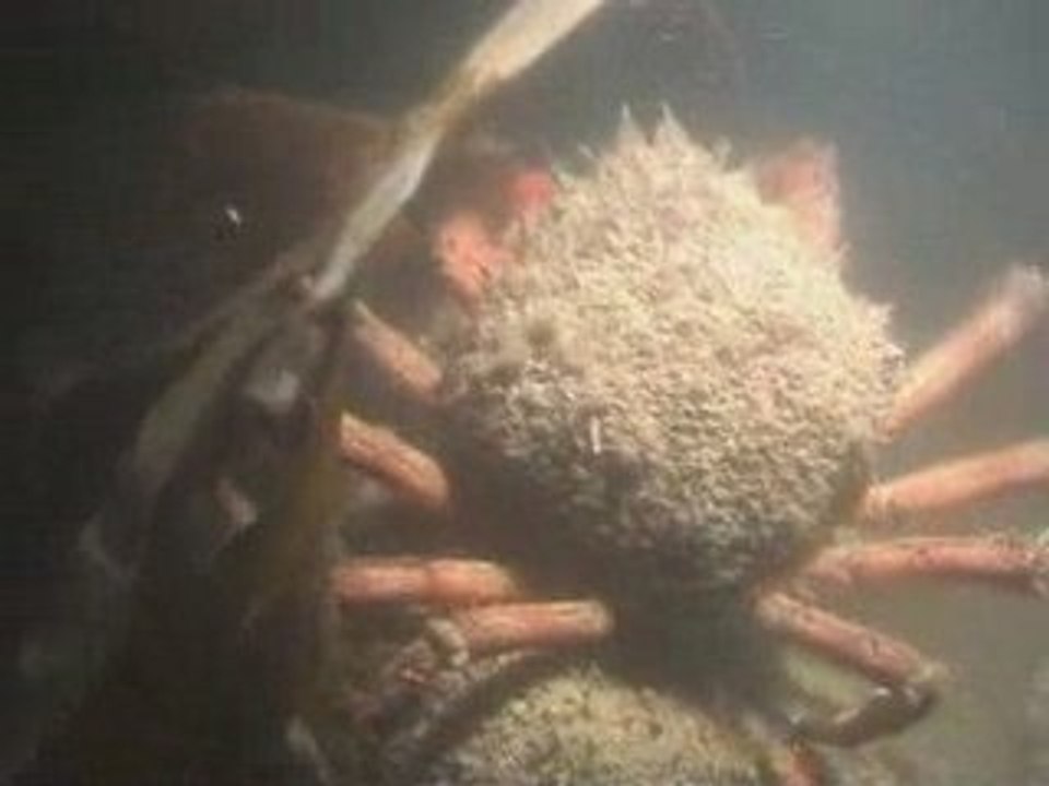 A la recherche d'Aragog, le monstre des Grégans