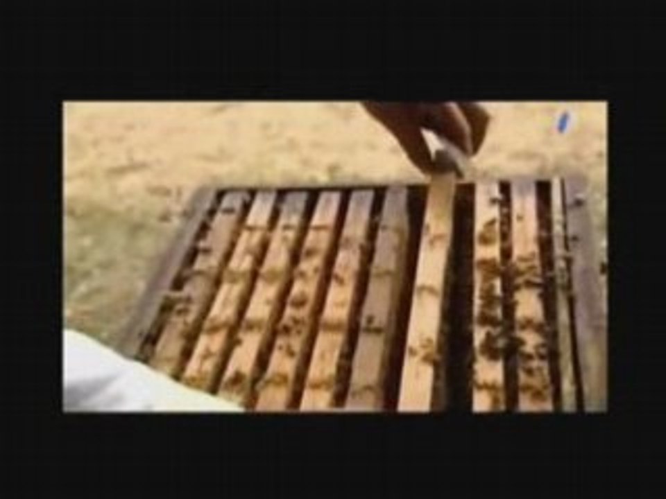 Lien entre les abeilles et l'humanité