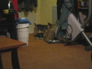 Simba mumu jeu nocturne_0001