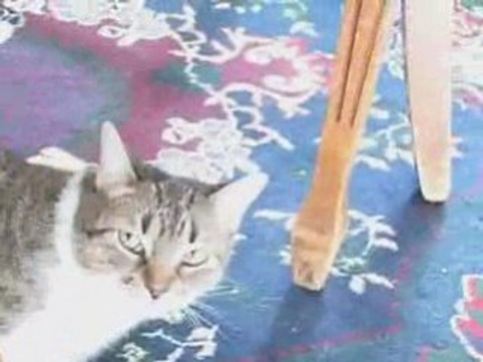 Singing to the cat