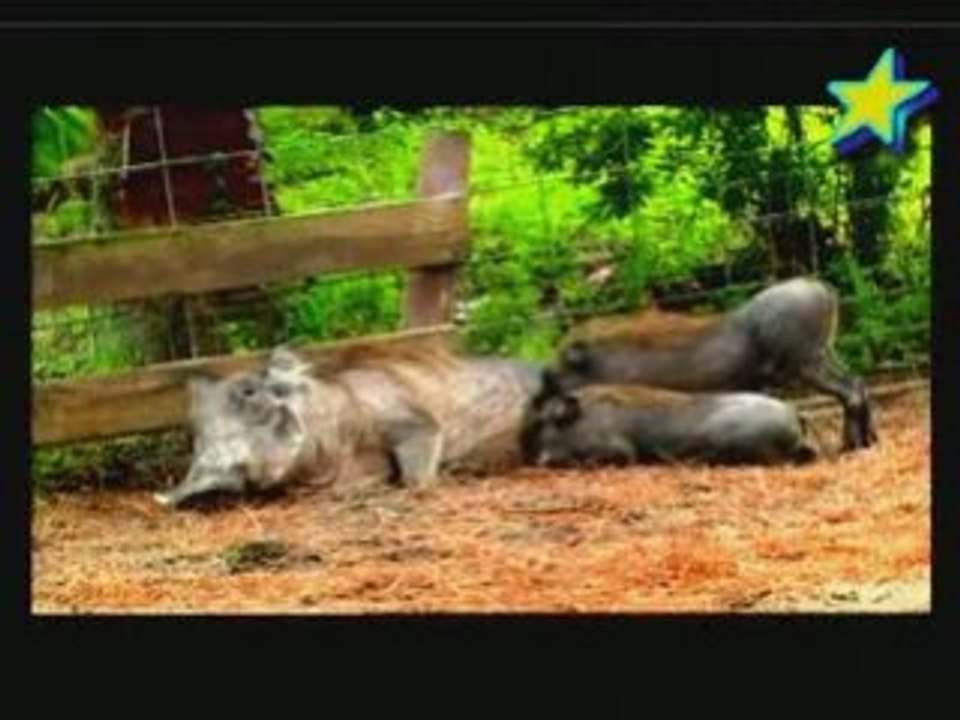 Zoo nursery Ep5 2/3