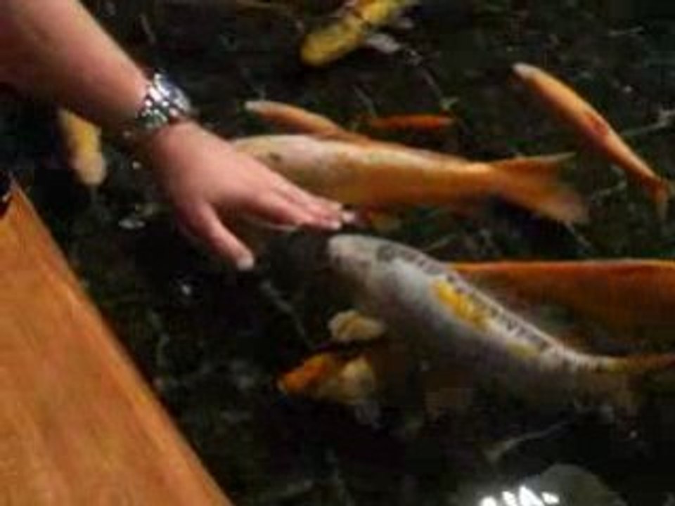 Video 104 - 29 septembre 2008