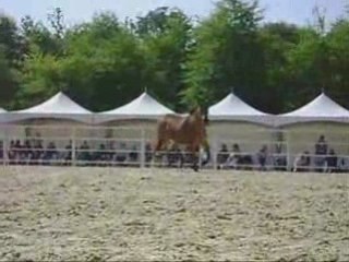 Les rendez-vous de la Cense 2008 Andy et Stormy, Thierry...