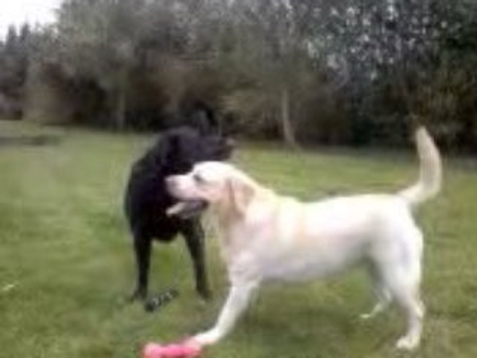 Candy et Vulcain dans le jardin (2008) - Bruno