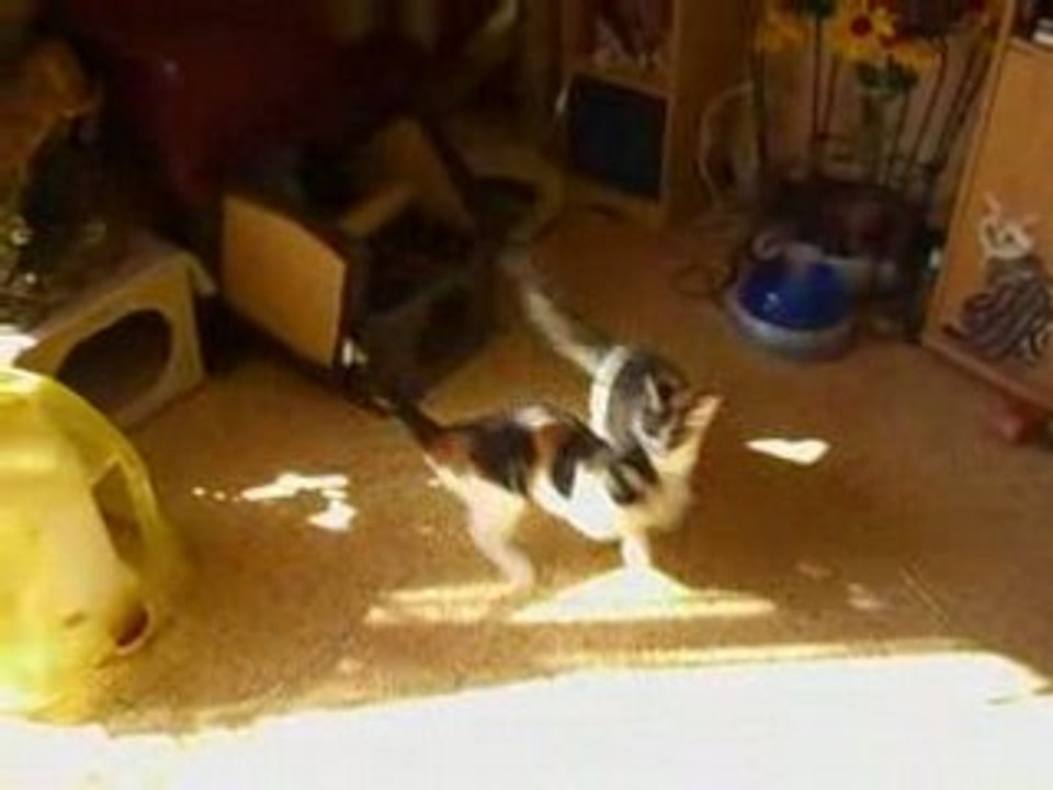 louna et shaina sept08