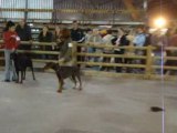 EXPOSITION CANINE DOBERMANNS AVIGNON 05/10/08