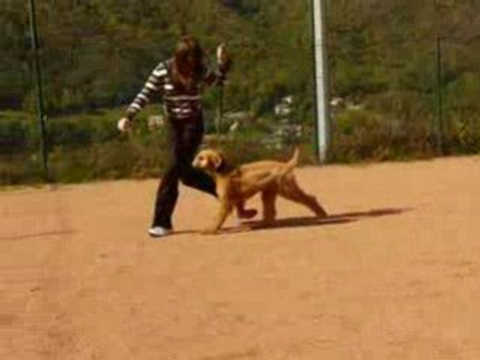 Dartagnan l'Intrépide de la Métamorphose deNarcisse