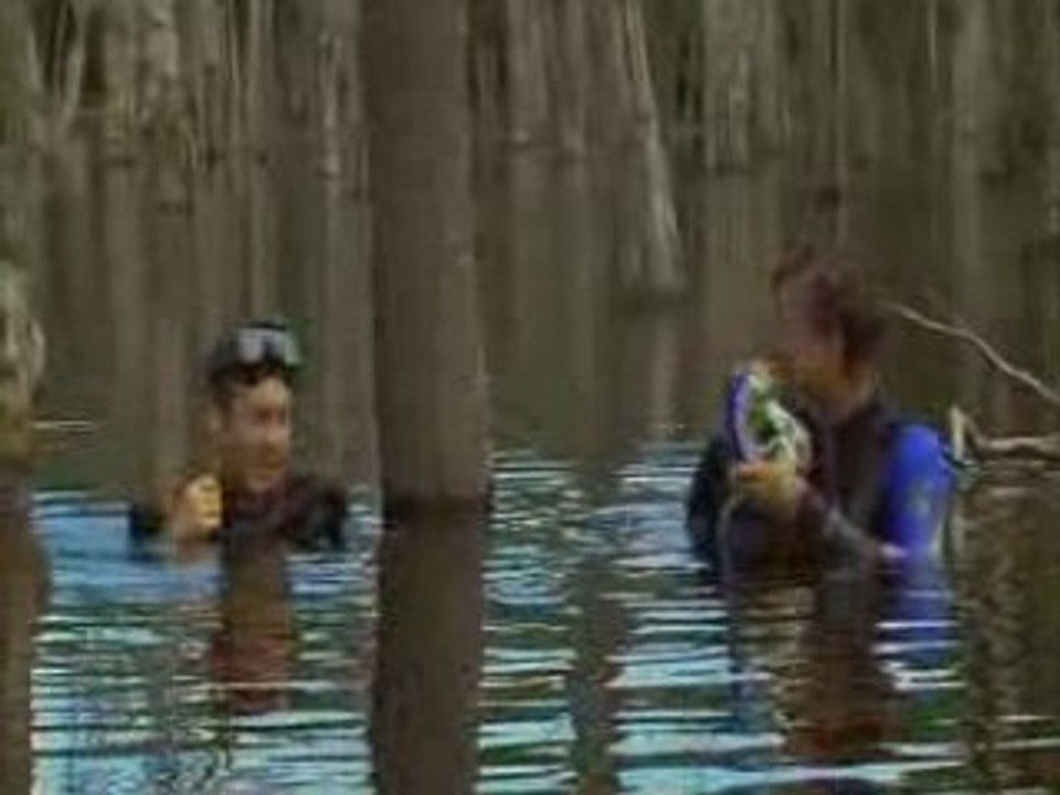 Diving in the Amazon part 2