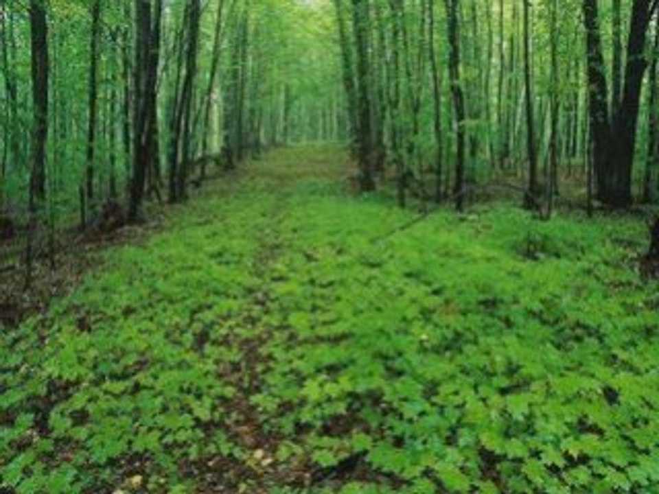 la couleur verte comme l espèrense