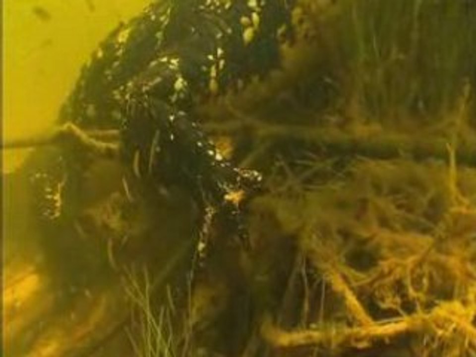 Diving in the Amazon part 1