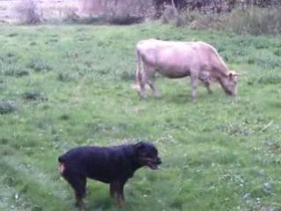 Mathy rumba et la vache