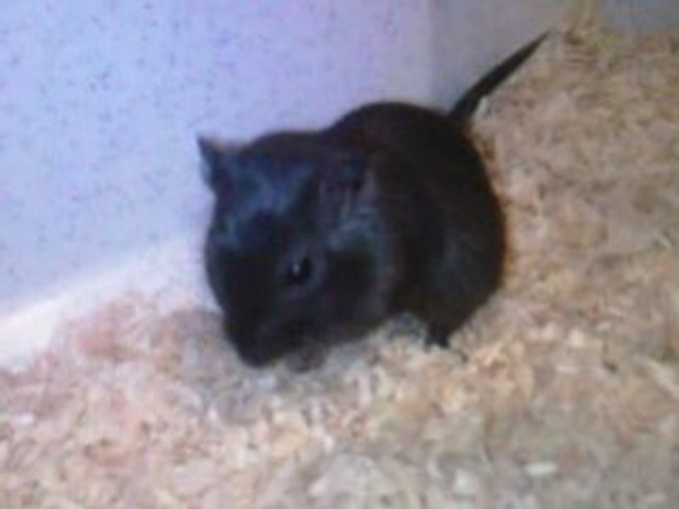 Tocki et chipie