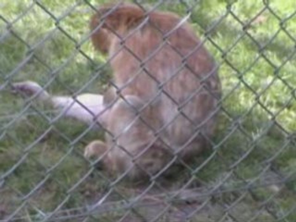 Zoo de beauval