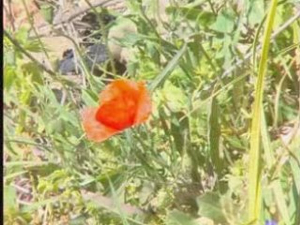 Ali Chouhad "Awal imazighn"