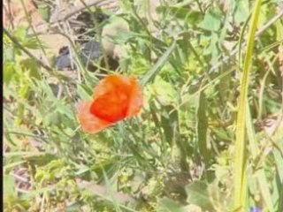 Ali Chouhad "Awal imazighn"