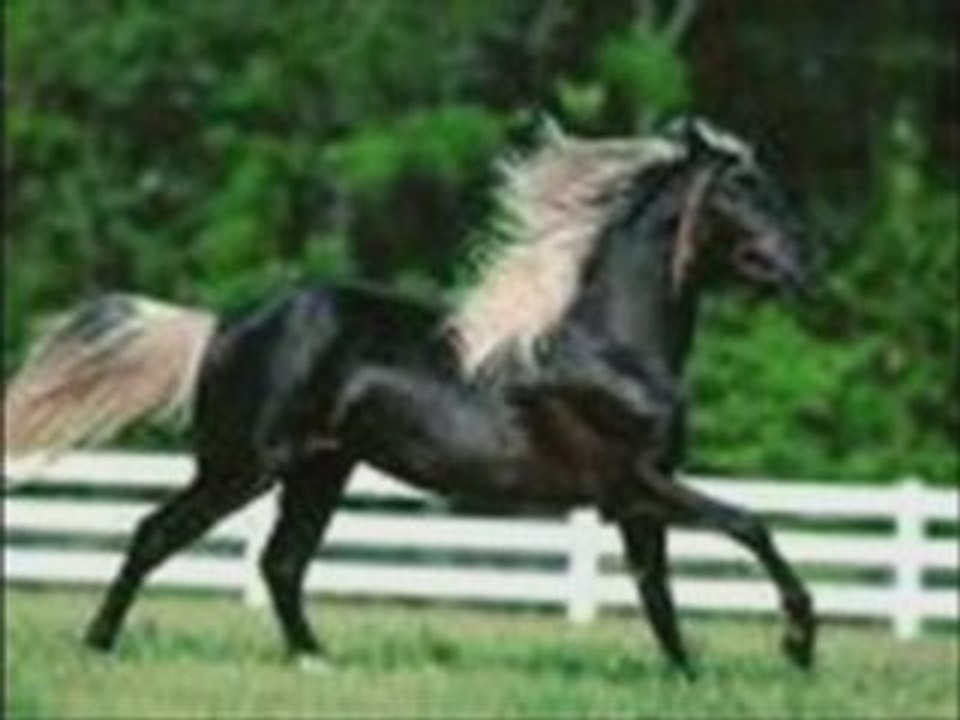 Les Chevaux ma passion