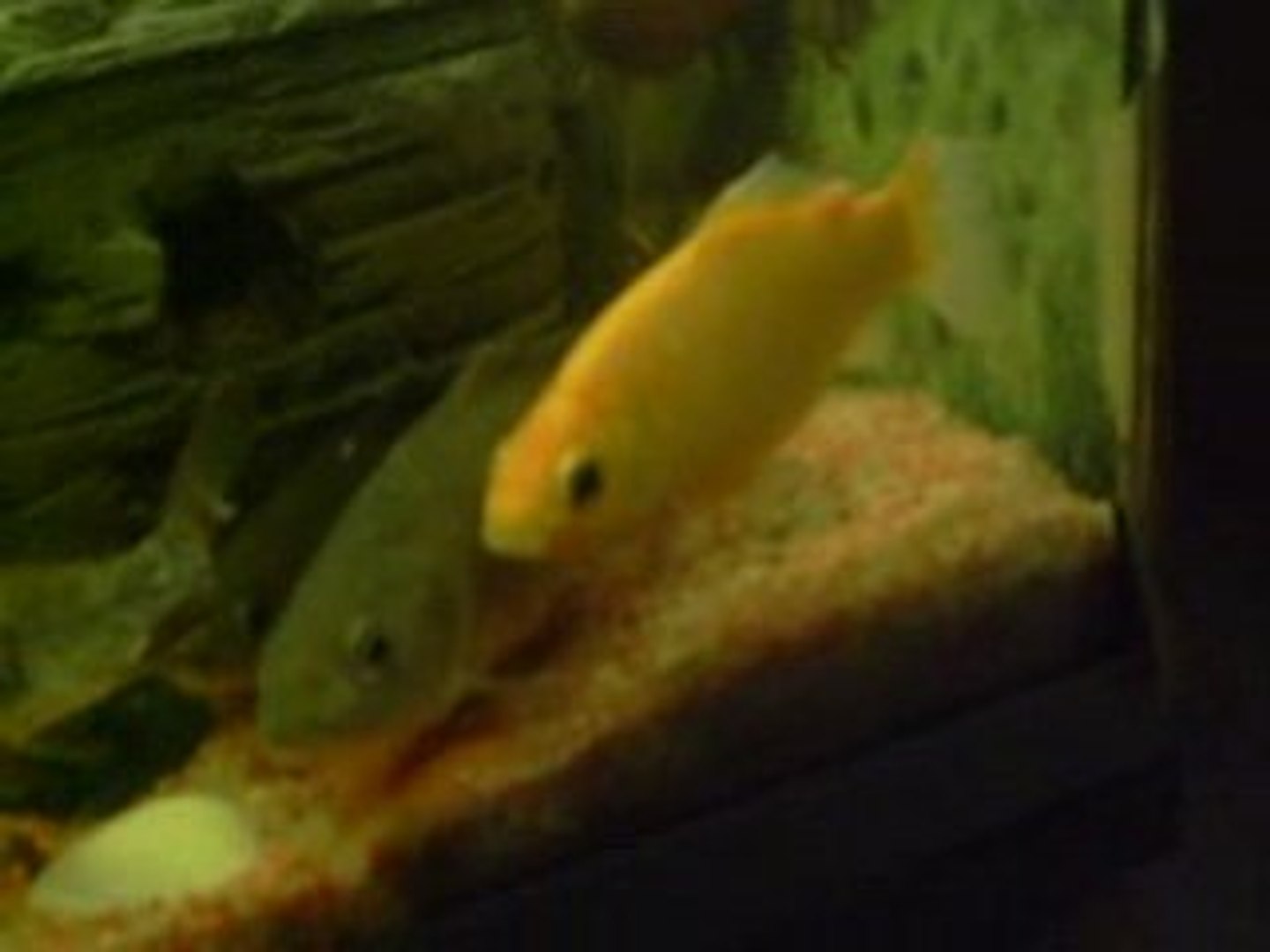 ⁣nouvel aquarium