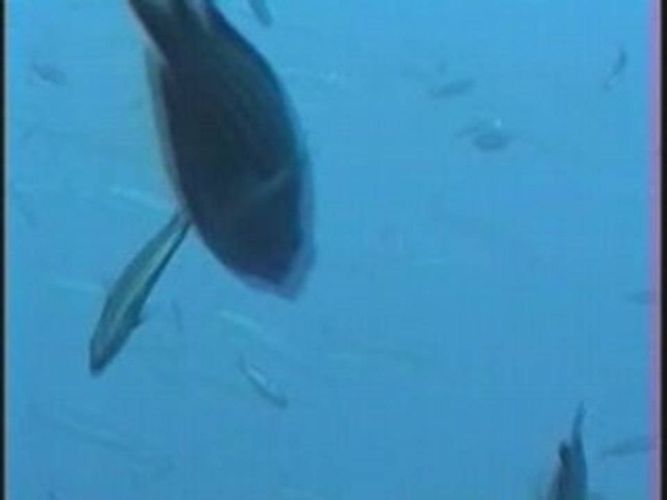 Barracouda et merou