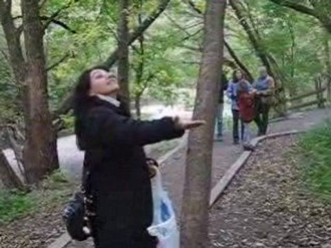 mésanges qui mangent dans ma main