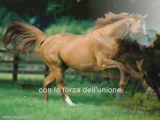 ecco un video stupendo sugli animali