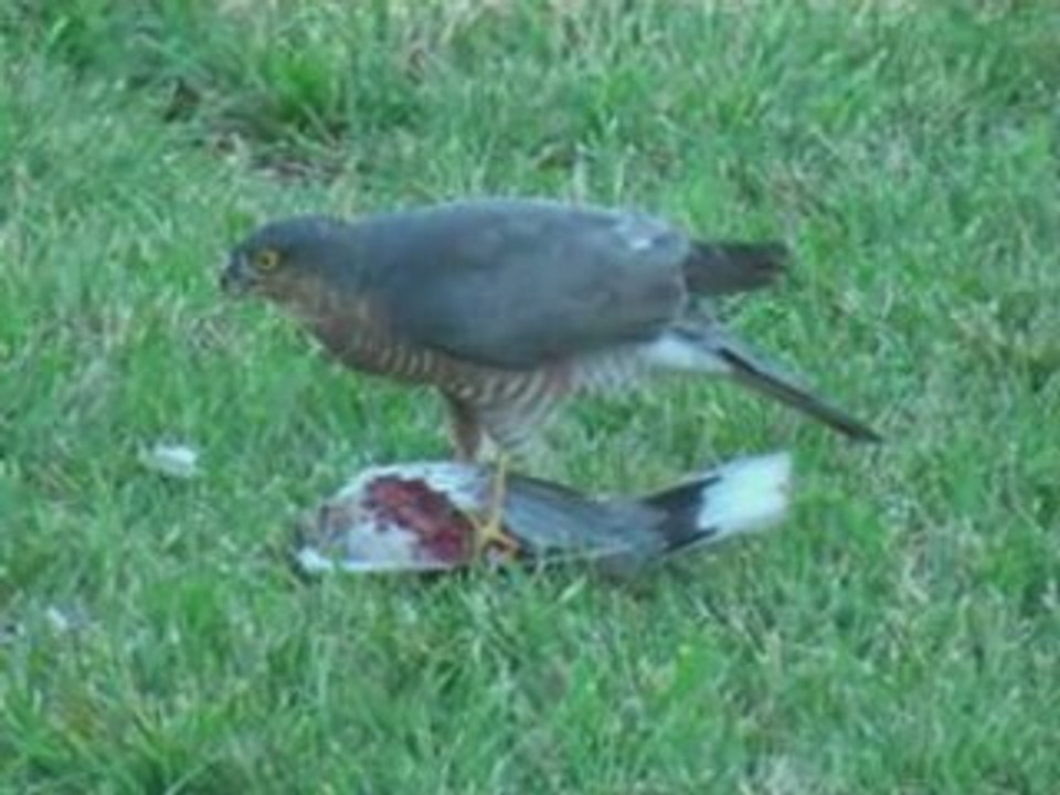 L'autour des palombes