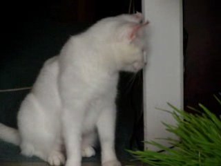 Ohé, chatte albinos : blanche aux yeux bleus