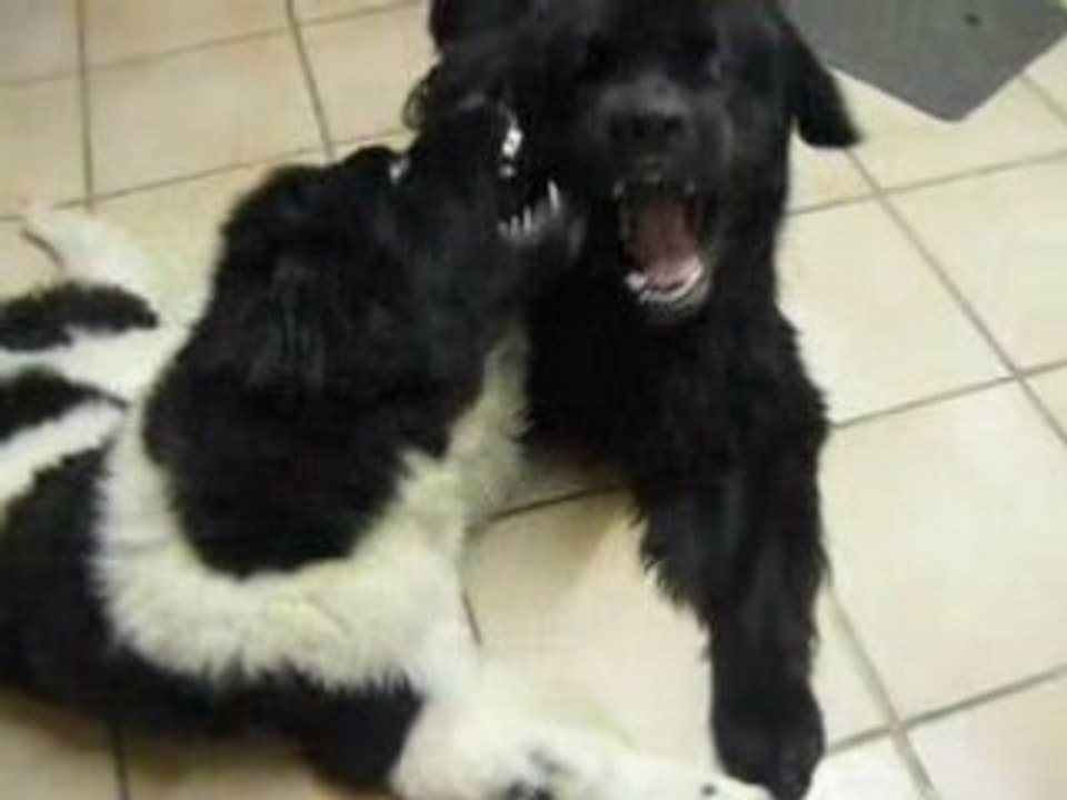 kenai et vigo