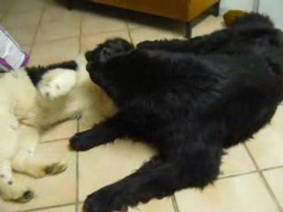 kenai et vigo 2