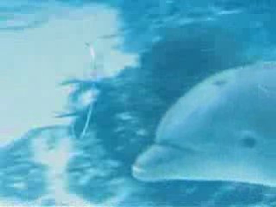 flipper le dauphin fait des bulles