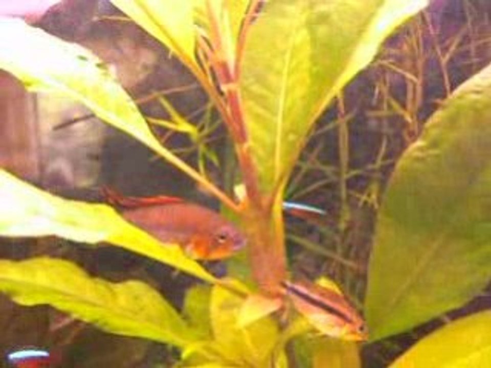 parade cacatuoide