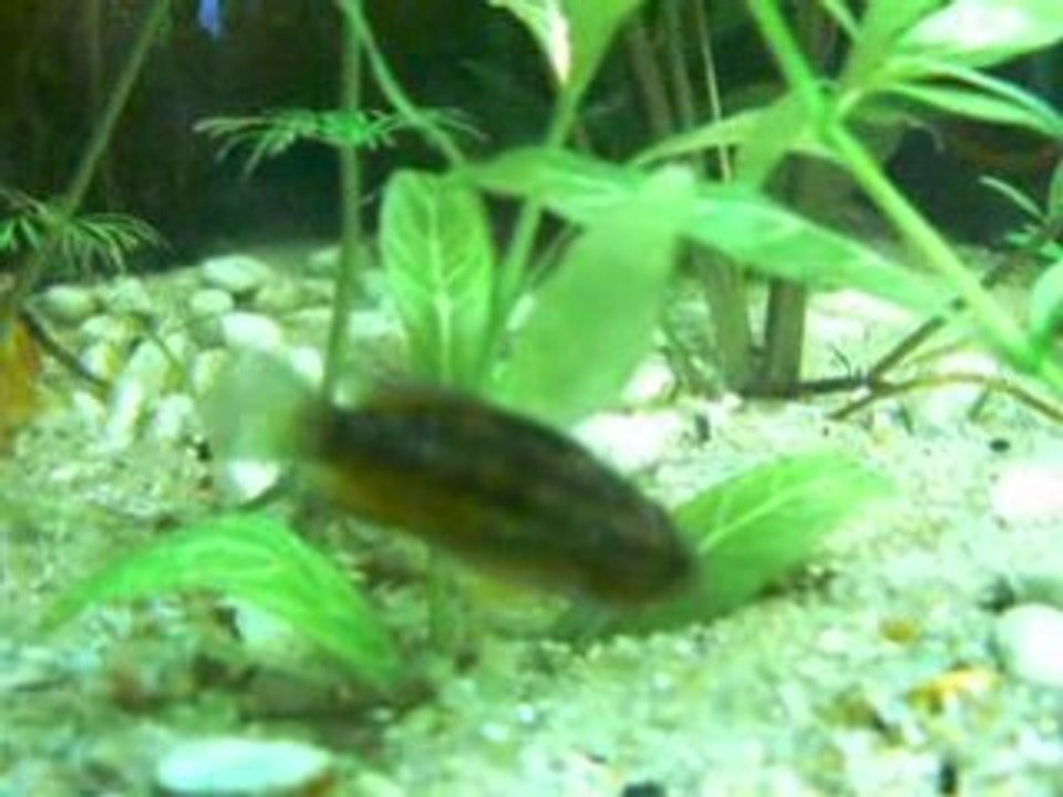 nanacara anomala
