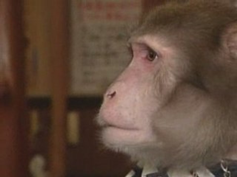 Monkey waiters