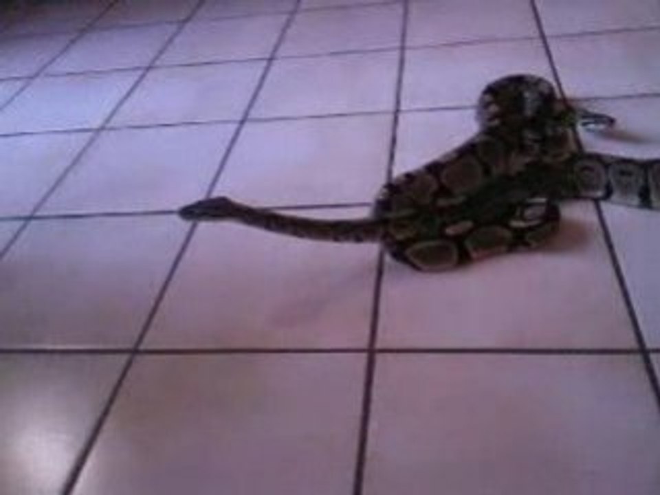 python royal