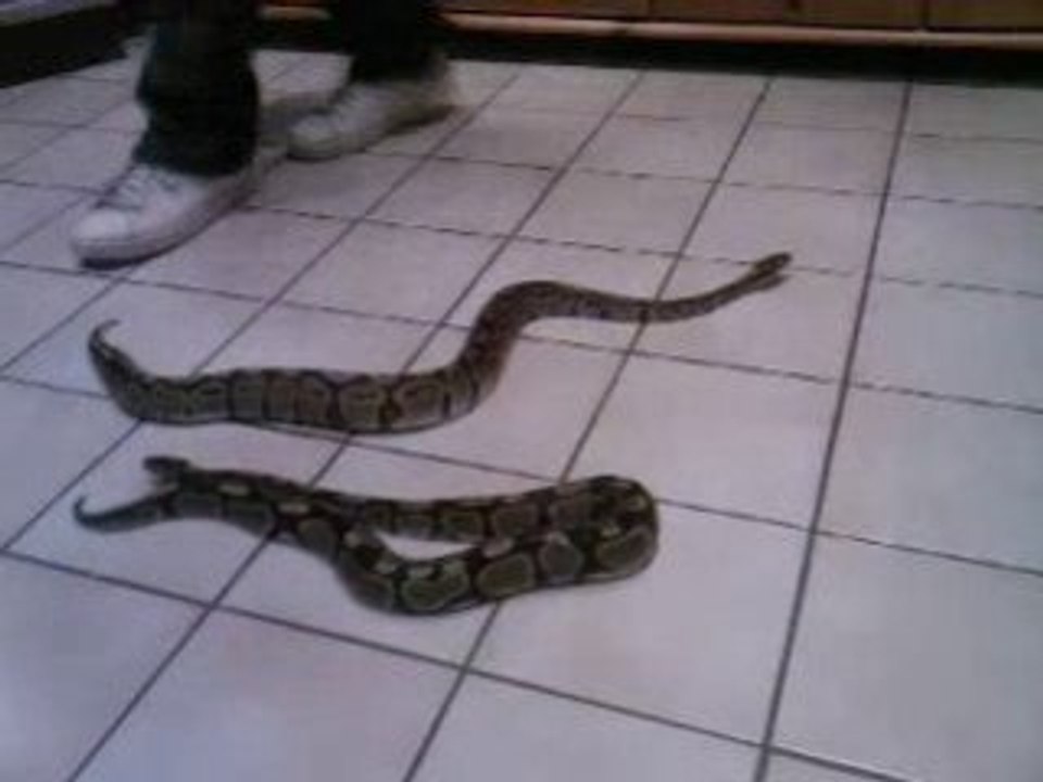 python royal 2