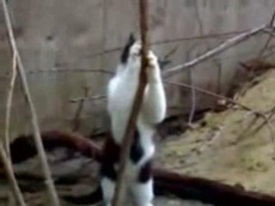 Sexy Pole Dance - kitty the cat
