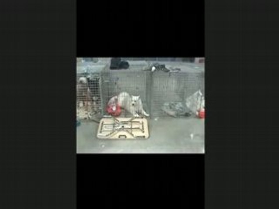 Expo canine Lux 2è partie