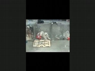 Expo canine Lux 2è partie