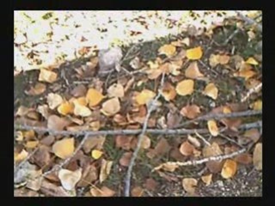 El ultimo de la fila - Uva de la vieja parra