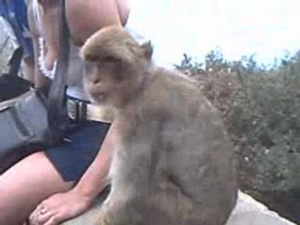 singes a béjaia