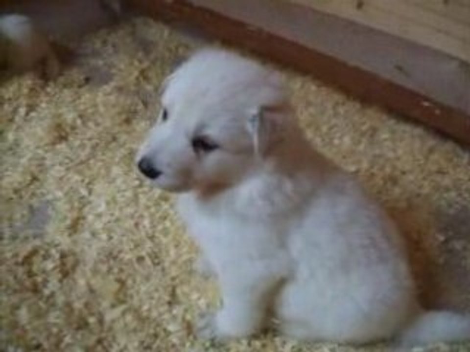 Les chiots à 4 semaines