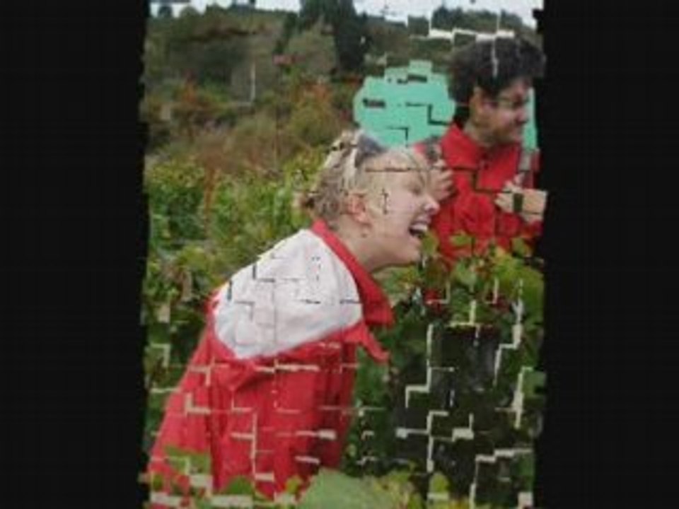 Vendanges 2008