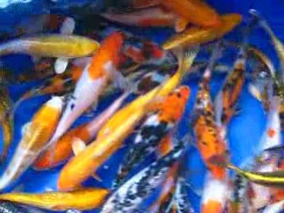 6 - 7 INCH KOI