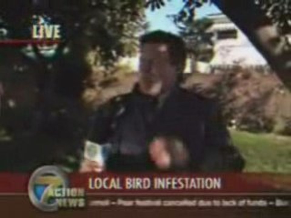 Les oiseaux