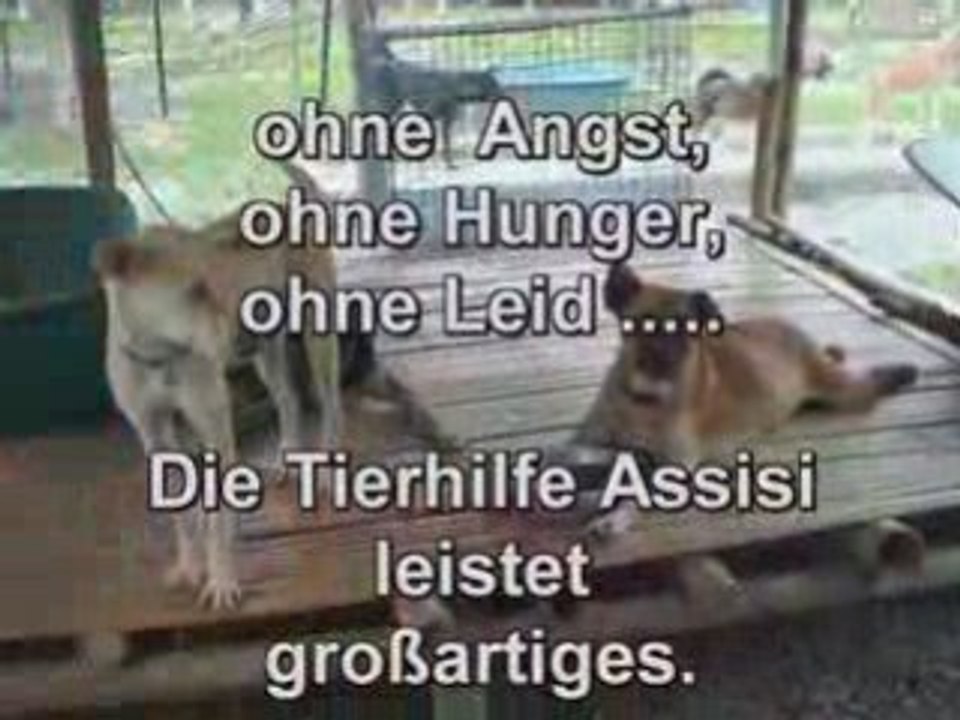 Thailand Strassenhunde