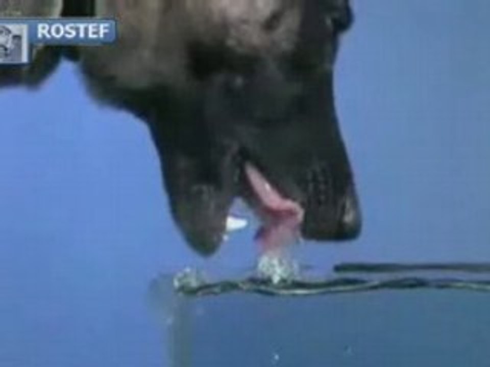 Chien boit en slowmotion