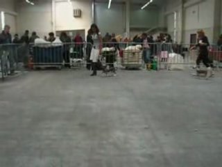 Expo Avignon chien chinois