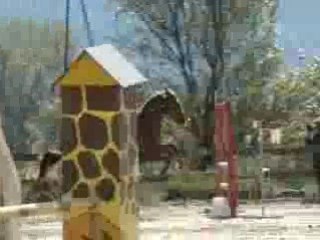 Idéal et clara au concour au cha le 5 oct. CHUTE