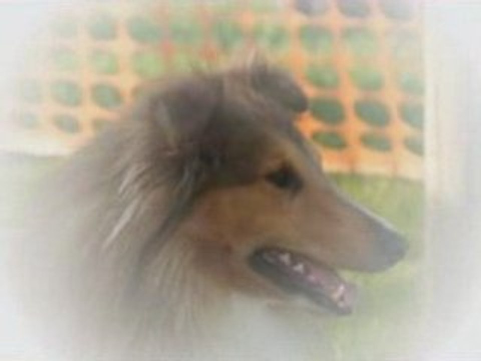 crunch et l'agility