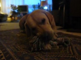 Willy et la corde à noeuds