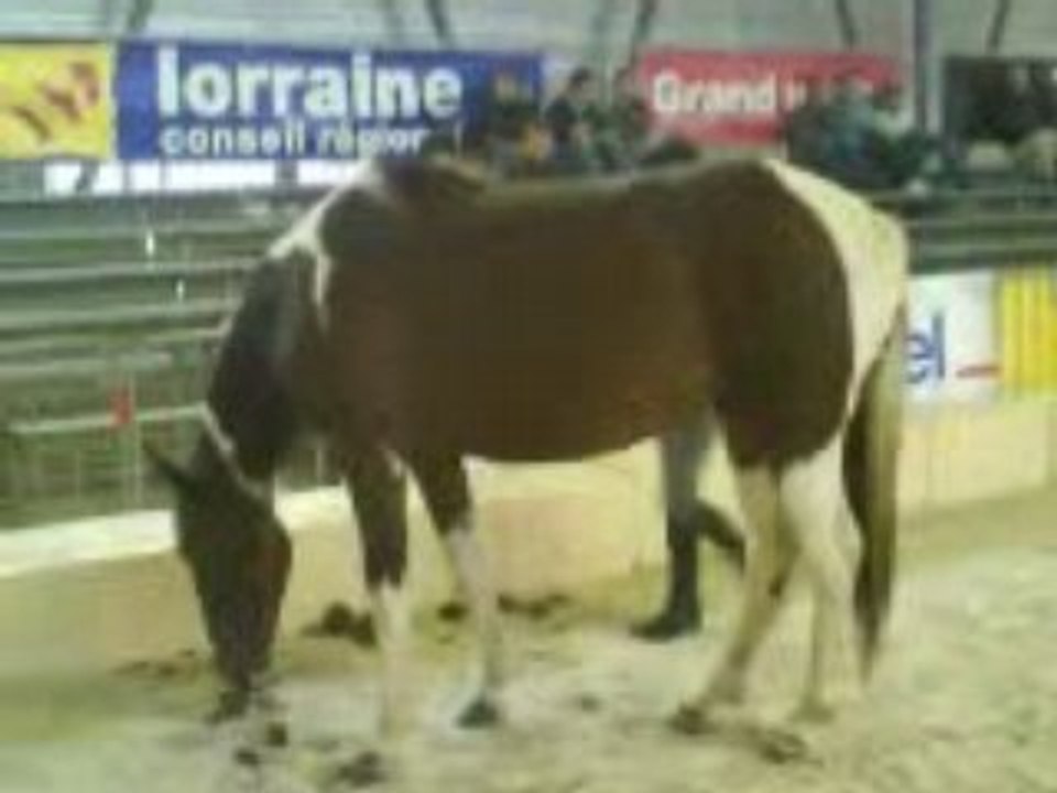 chevalissimo 2008